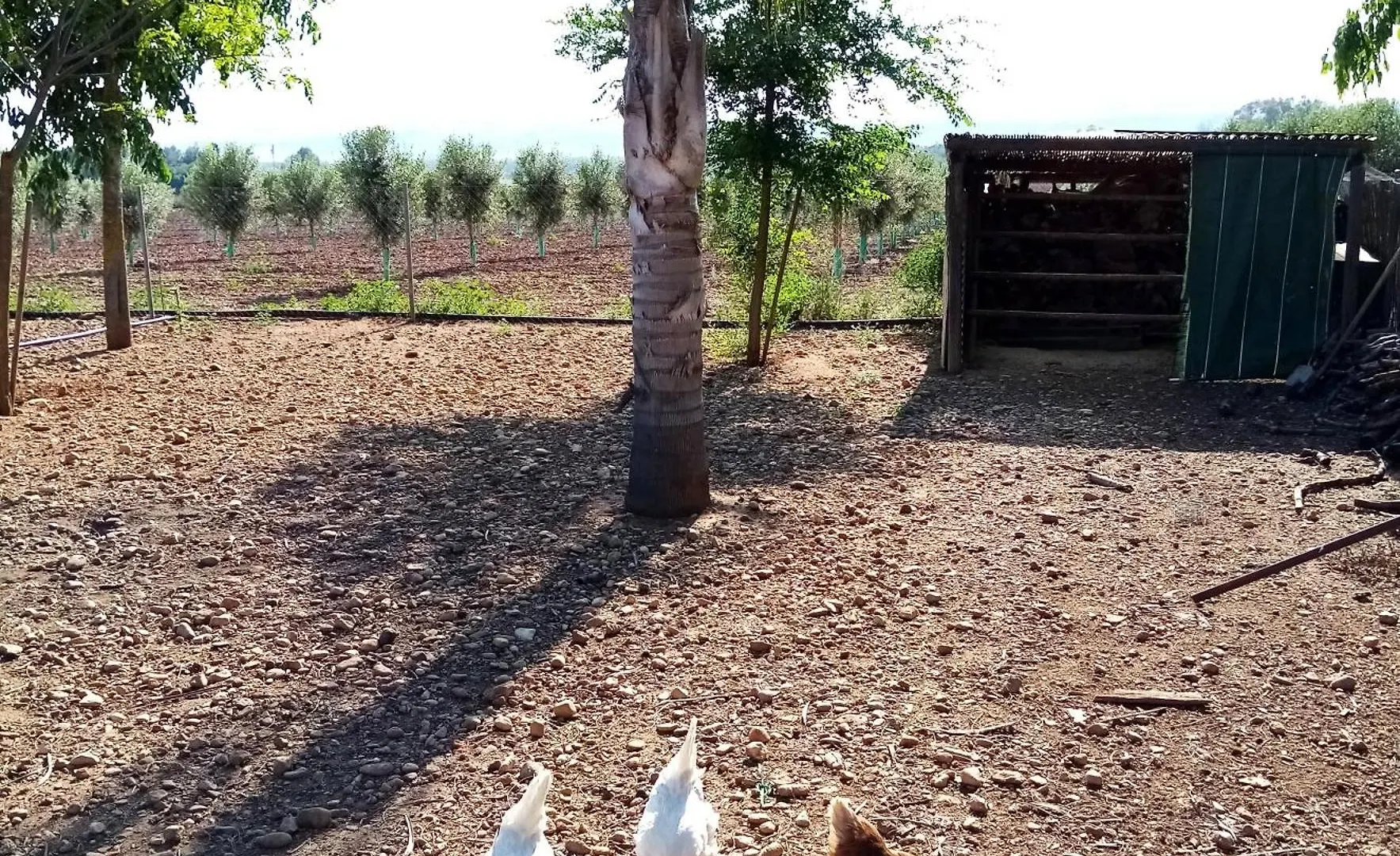 Alpstuga Casa Rural Finca Las Tejoneras Bornos